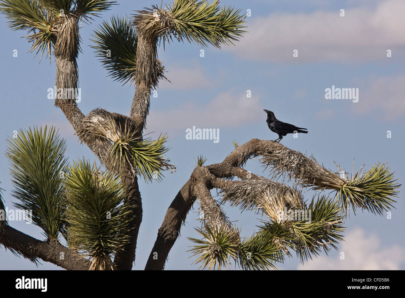 Grand corbeau, Corvus corax à Joshua tree, Yucca brevifolia, California, USA Banque D'Images