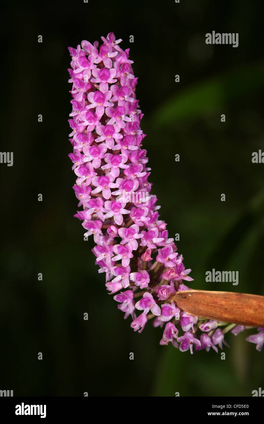 Brosse à bouteille ou Hyacinth Orchid Arpophyllum giganteum Banque D'Images