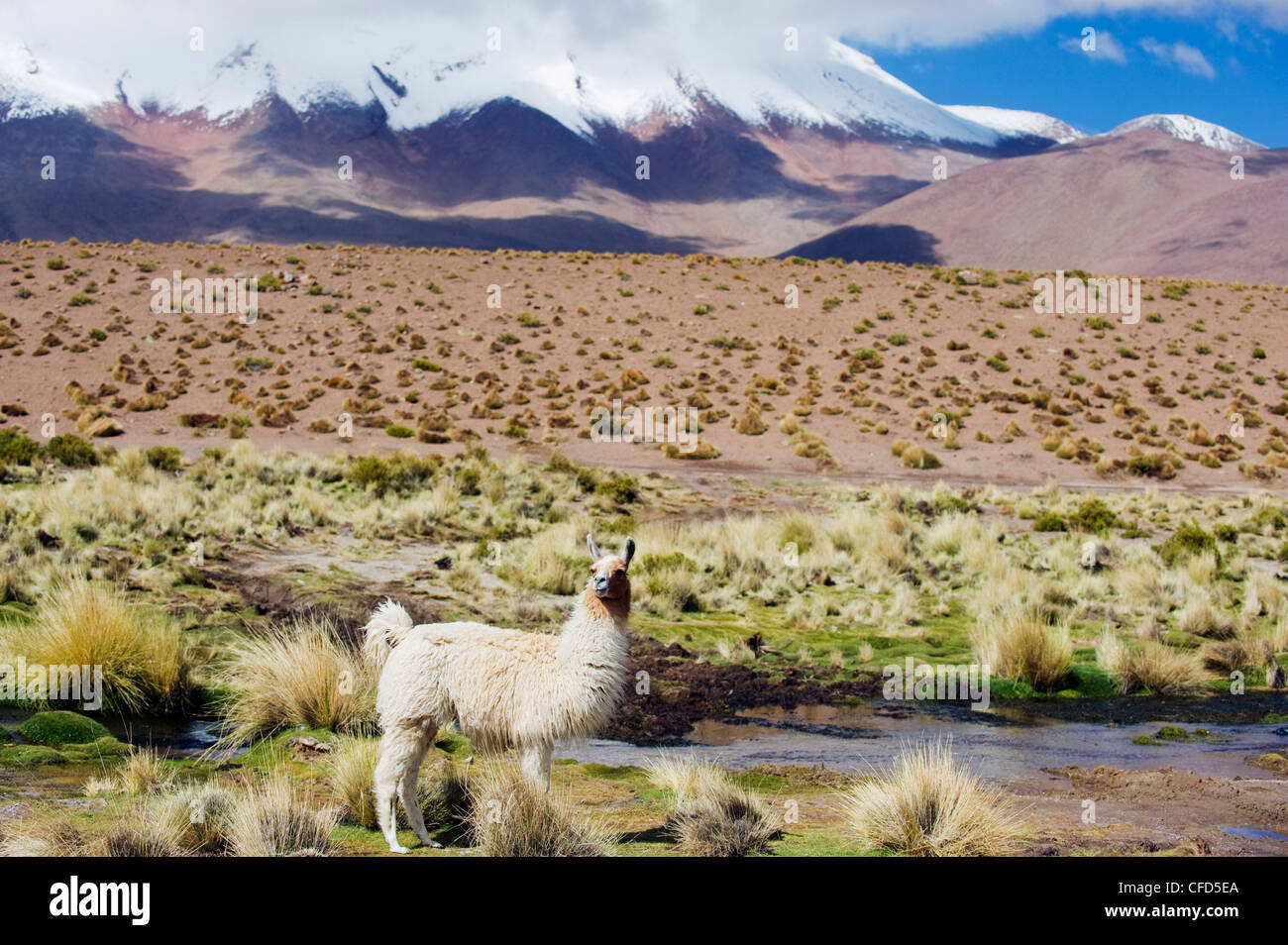 Llama dans l'Altiplano, Bolivie, Amérique du Sud Banque D'Images
