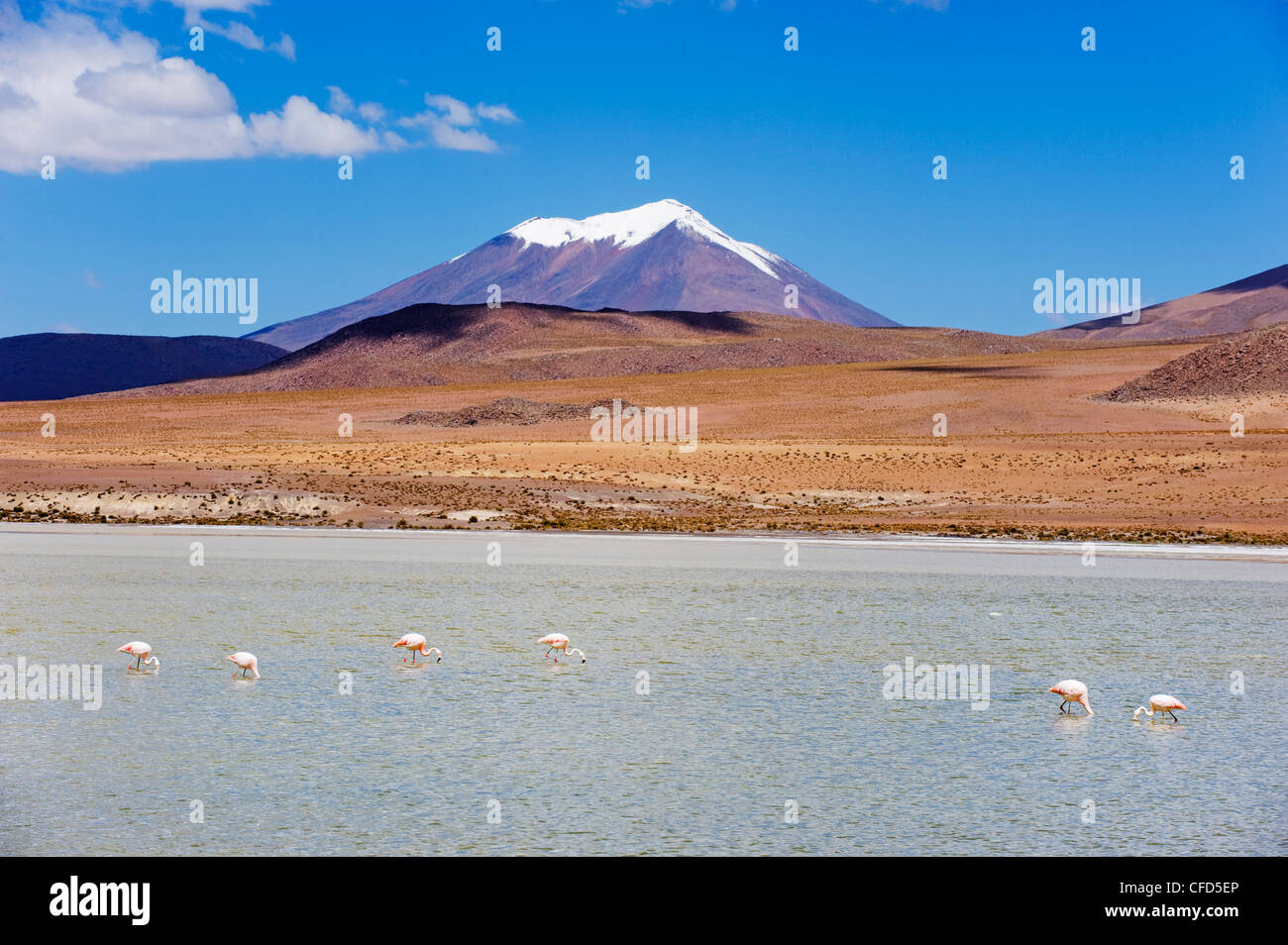 James (Phoenicoparrus jamesi) flamingo, Laguna Canapa, Bolivie, Amérique du Sud Banque D'Images