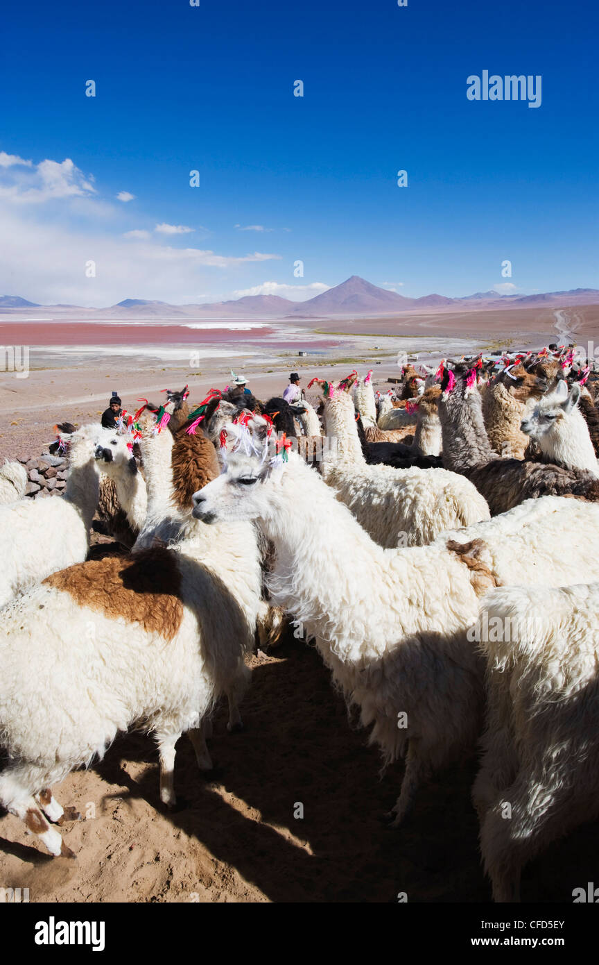 Les lamas à Laguna Colorado (Red Lake), Eduardo Avaroa Communauté Andine Réserve nationale, Bolivie, Amérique du Sud Banque D'Images