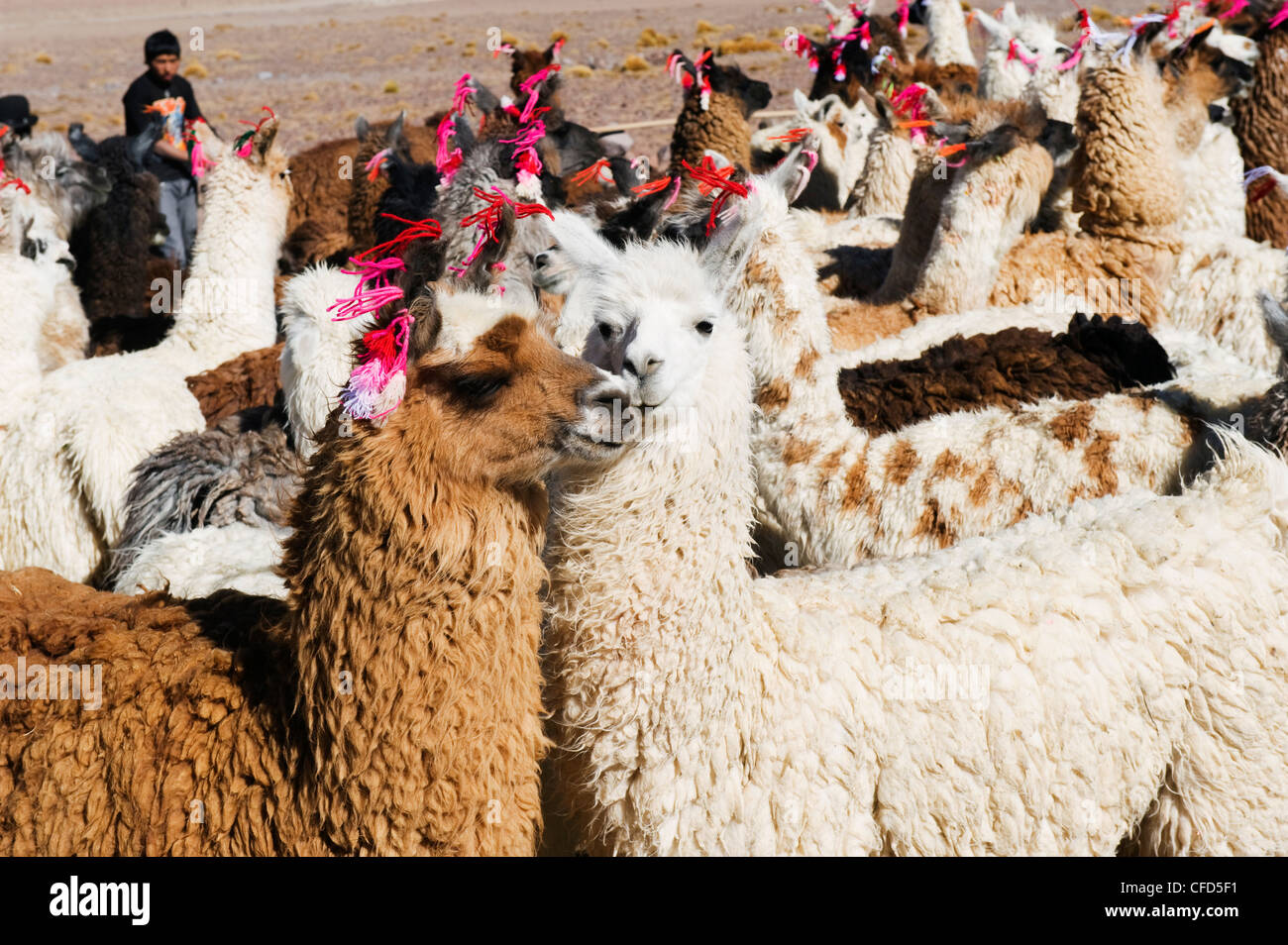 Les lamas à Laguna Colorado, Eduardo Avaroa Communauté Andine Réserve nationale, Bolivie, Amérique du Sud Banque D'Images