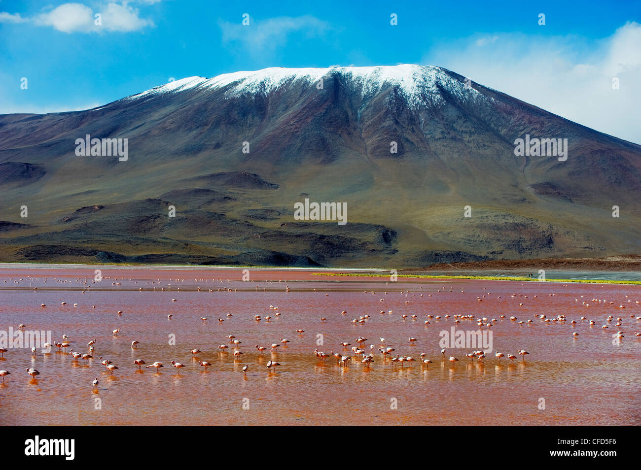 James (Phoenicoparrus jamesi) Flamingo, à Laguna Colorado (Red Lake), Eduardo Avaroa Communauté Andine Réserve nationale, Bolivie Banque D'Images