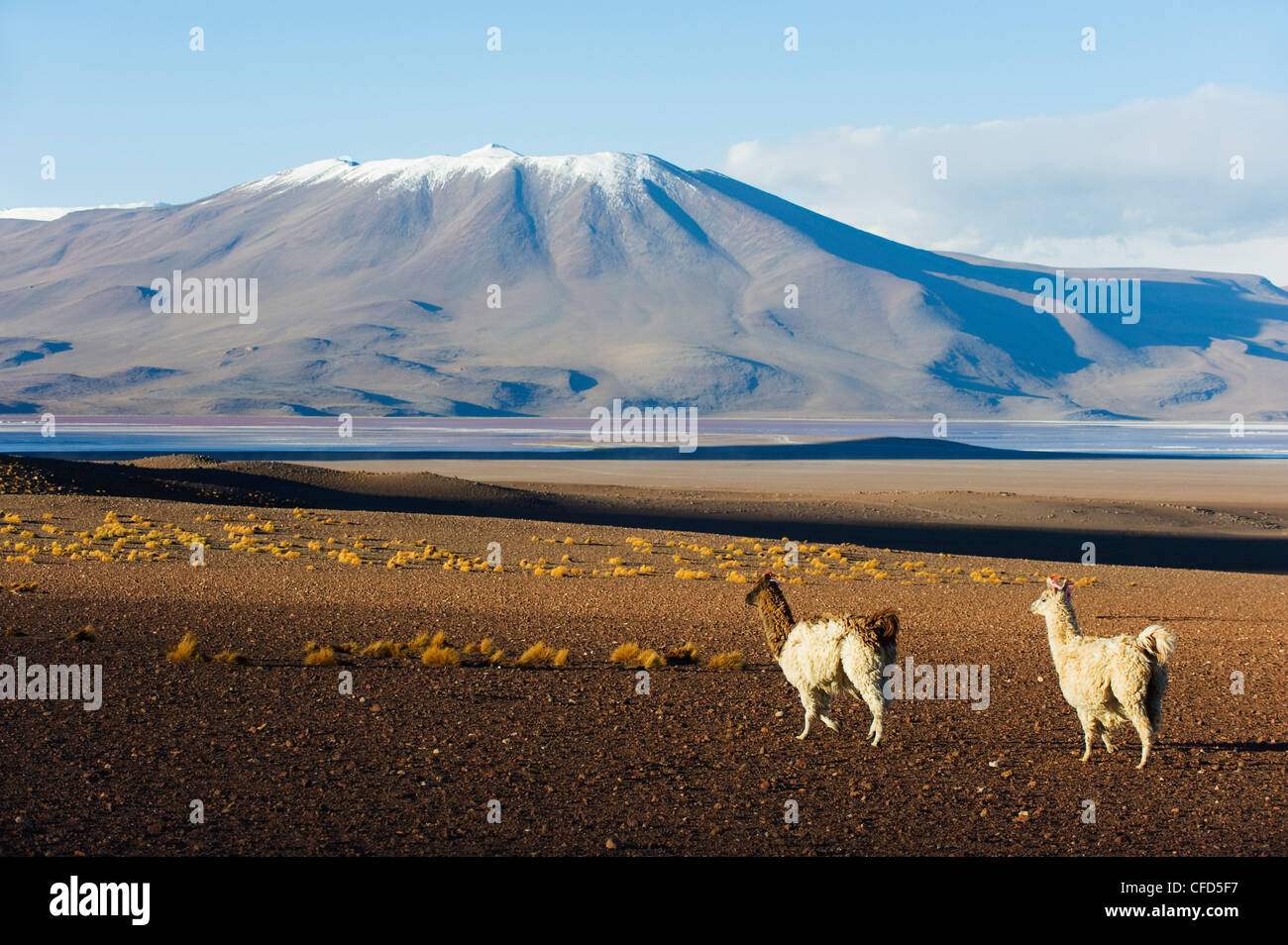 Les lamas dans la réserve nationale Eduardo Avaroa Communauté andine, la Bolivie, l'Amérique du Sud Banque D'Images