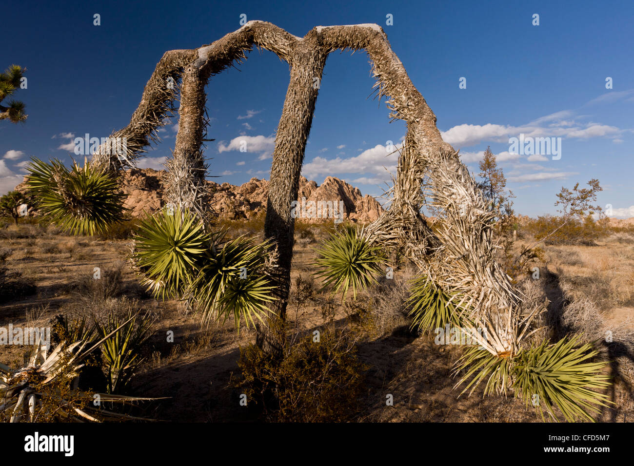 L'onagre, Joshua tree Yucca brevifolia dans Joshua Tree National Park, Californie, USA Banque D'Images