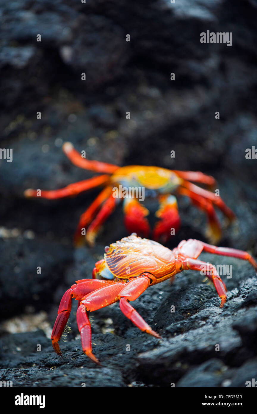 Sally Lightfoot crab (Grapsus Grapsus), Sullivan Bay, Isla Santiago, îles Galapagos, site du patrimoine mondial de l'UNESCO, de l'Équateur Banque D'Images