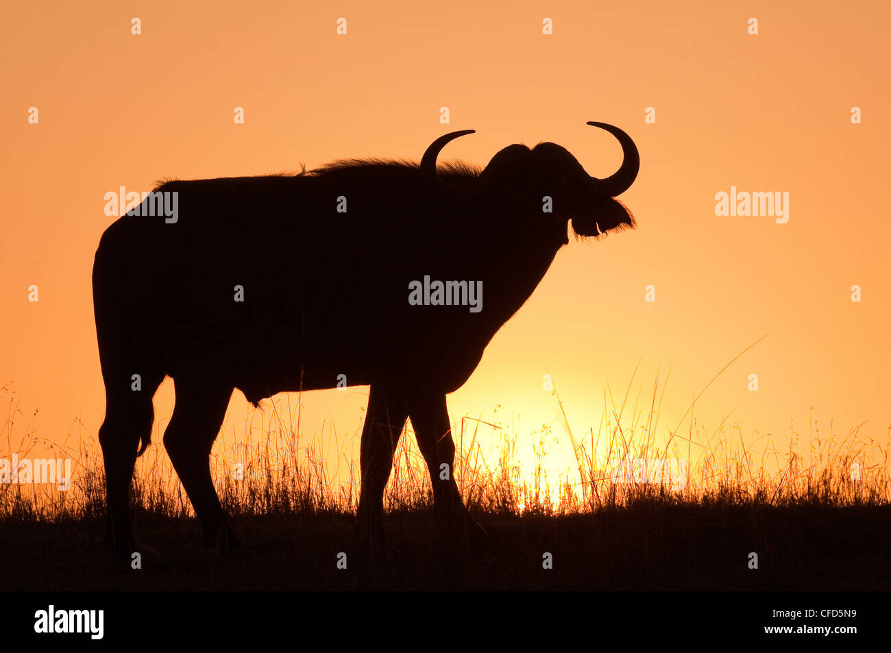 Buffle d'Afrique (Syncerus caffer) bull au lever du soleil, la réserve de Masai Mara, Kenya, Afrique de l'Est Banque D'Images