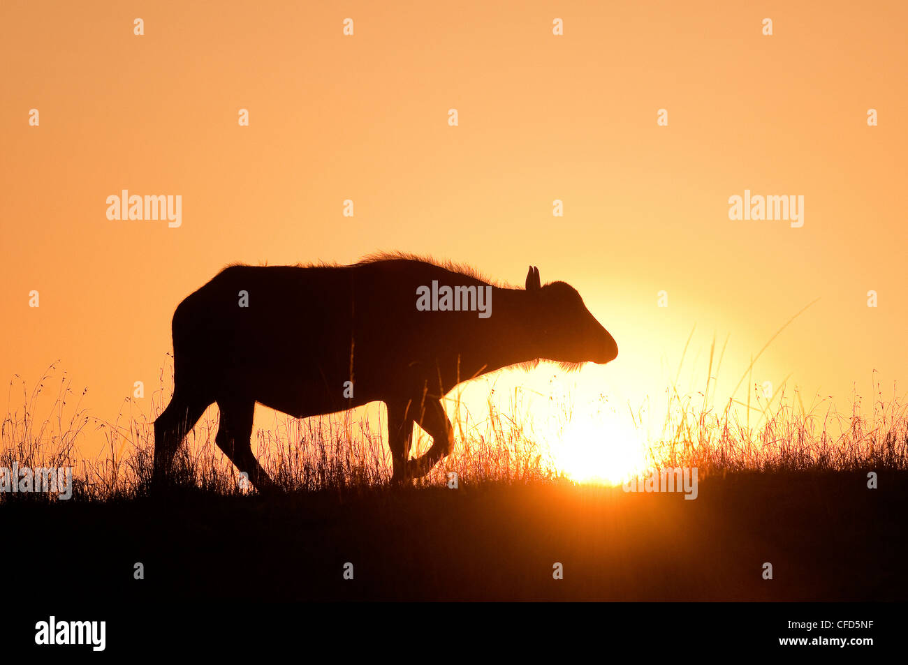 Buffle d'Afrique (Syncerus caffer) cow au lever du soleil, la réserve de Masai Mara, Kenya, Afrique de l'Est Banque D'Images