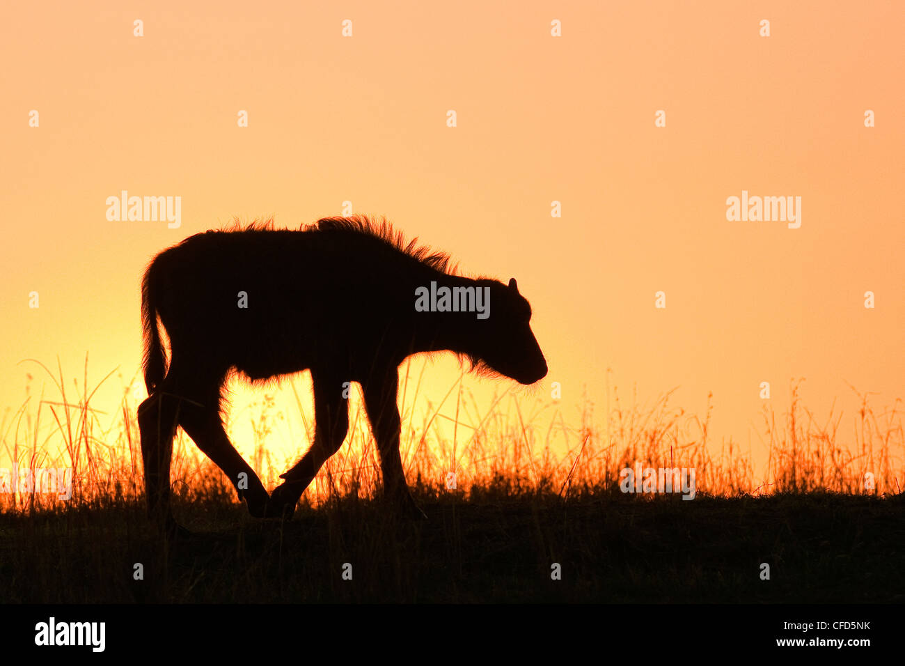 Buffle d'Afrique (Syncerus caffer) calf au lever du soleil, la réserve de Masai Mara, Kenya, Afrique de l'Est Banque D'Images