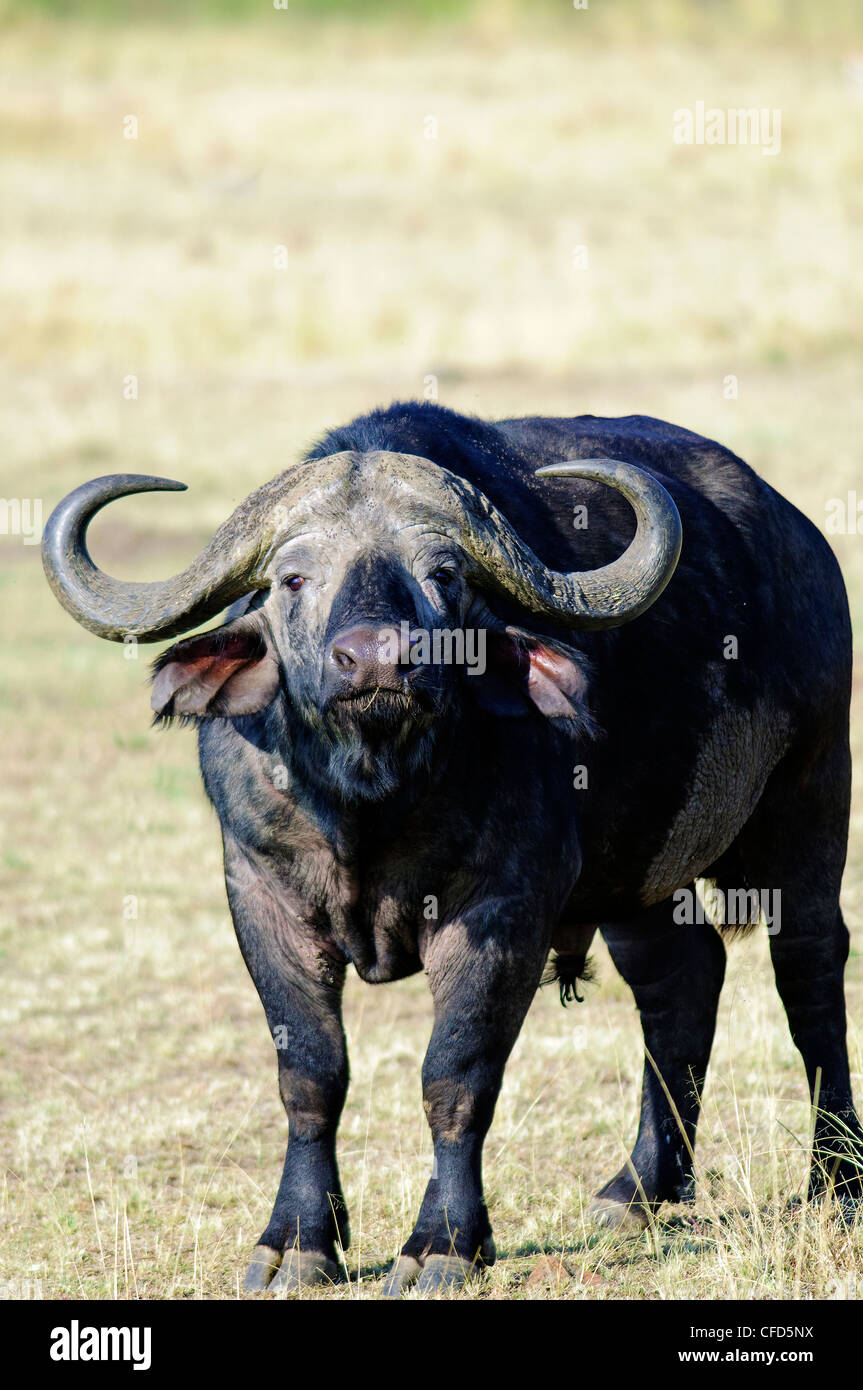 Bull d'Afrique (Syncerus caffer), la réserve de Masai Mara, Kenya, Afrique de l'Est Banque D'Images