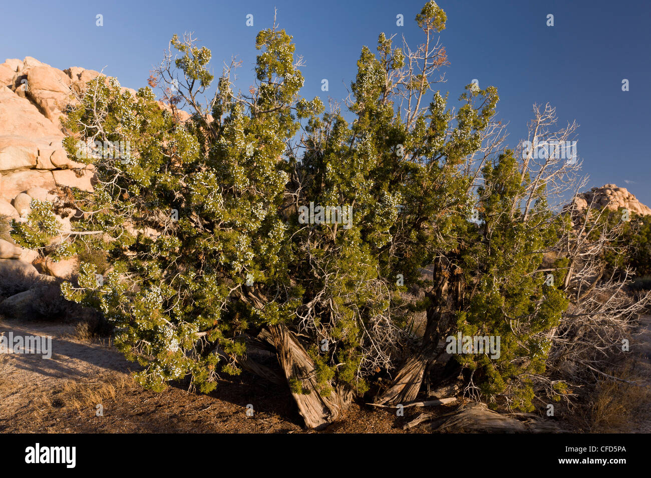 Californien ancienne, Juniper Juniperus californica ; dans le parc national Joshua Tree, California, USA Banque D'Images