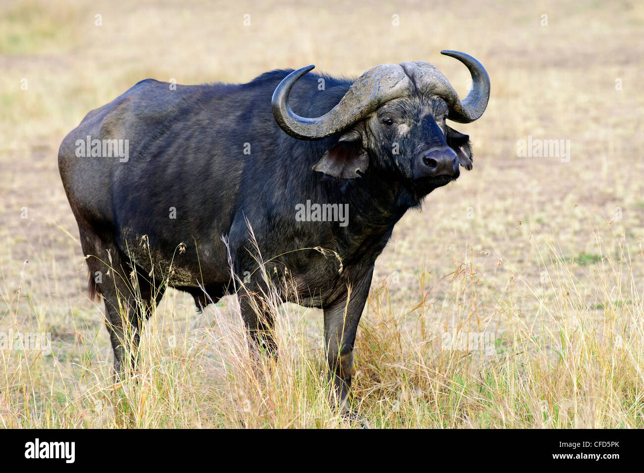 Buffle d'Afrique (Syncerus caffer) Bull, réserve de Masai Mara, Kenya, Afrique de l'Est Banque D'Images