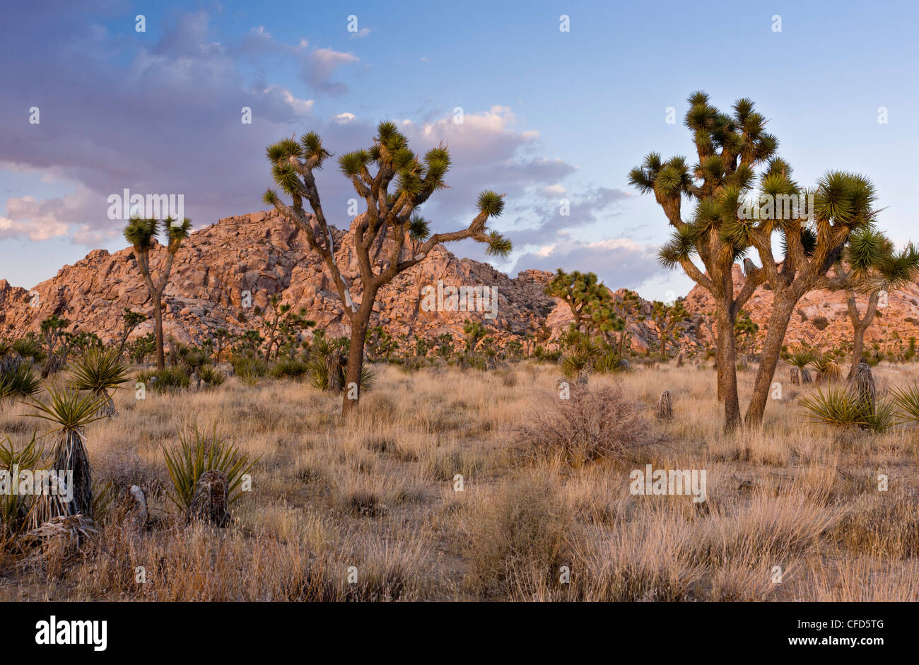 Joshua trees, Yucca brevifolia, soir, dans le parc national Joshua Tree, California, USA Banque D'Images