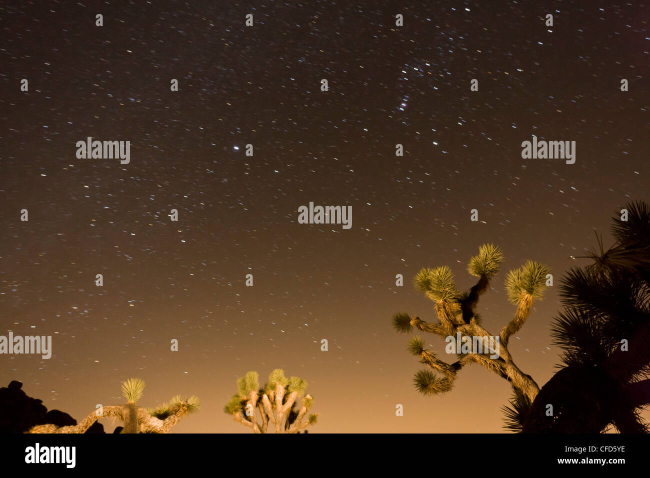 Joshua trees, Yucca brevifolia dans Joshua Tree National Park, Californie, USA Banque D'Images