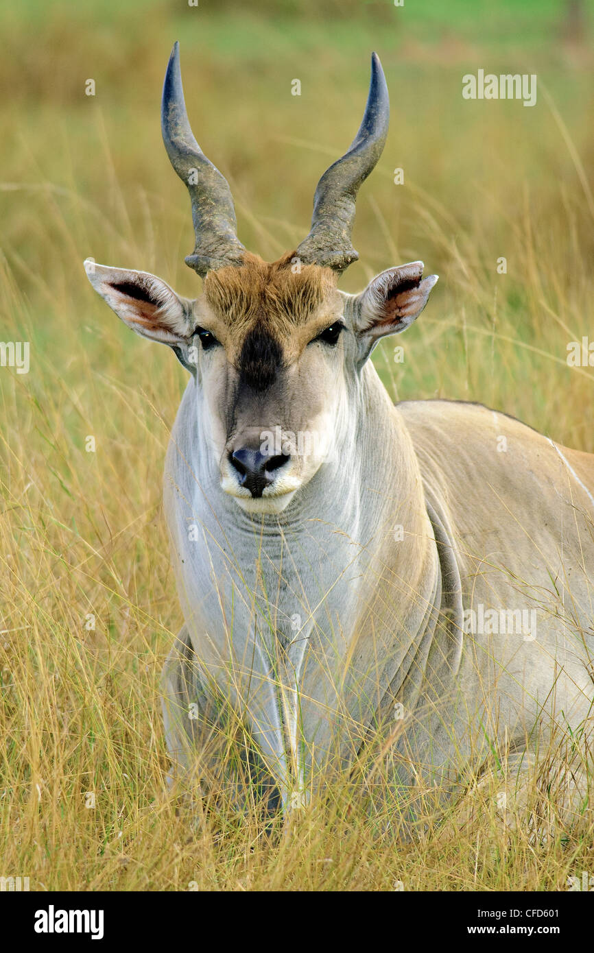 Eland (Tragelaphus oryx) Bull, réserve de Masai Mara, Kenya, Afrique de l'Est Banque D'Images