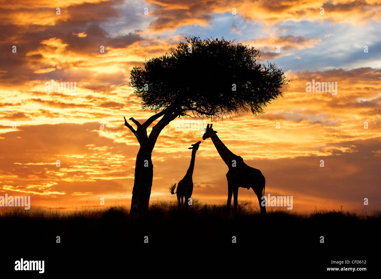 Les adultes et les juvéniles des girafes (Giraffa camelopardalis), la réserve de Masai Mara, Kenya, Afrique de l'Est Banque D'Images