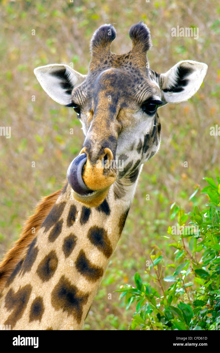 Girafe (Giraffa camelopardalis), sous-espèce Masai Masai Mara, Kenya, Afrique de l'Est Banque D'Images