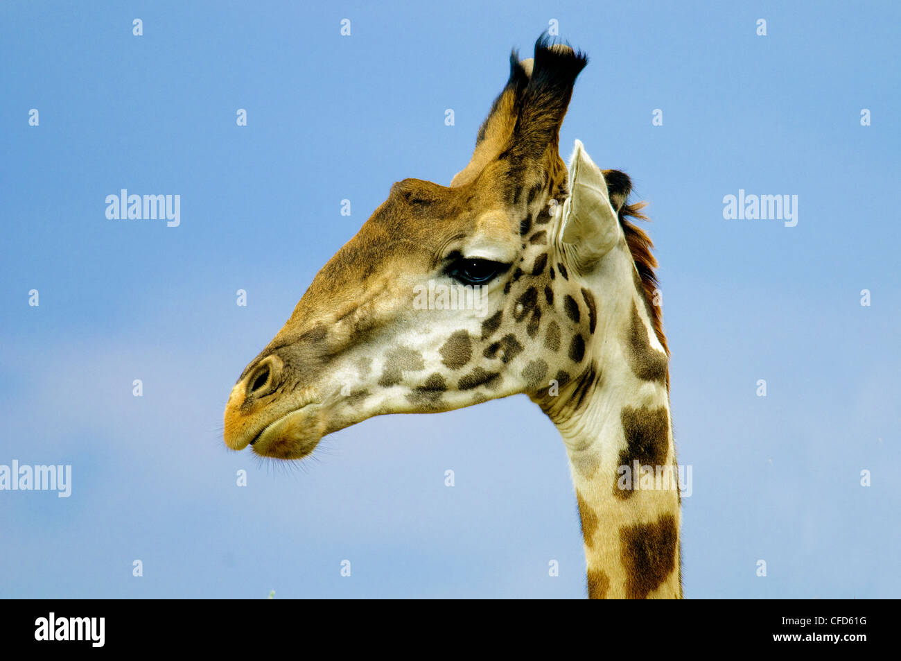Girafe (Giraffa camelopardalis), sous-espèce Masai Masai Mara, Kenya, Afrique de l'Est Banque D'Images