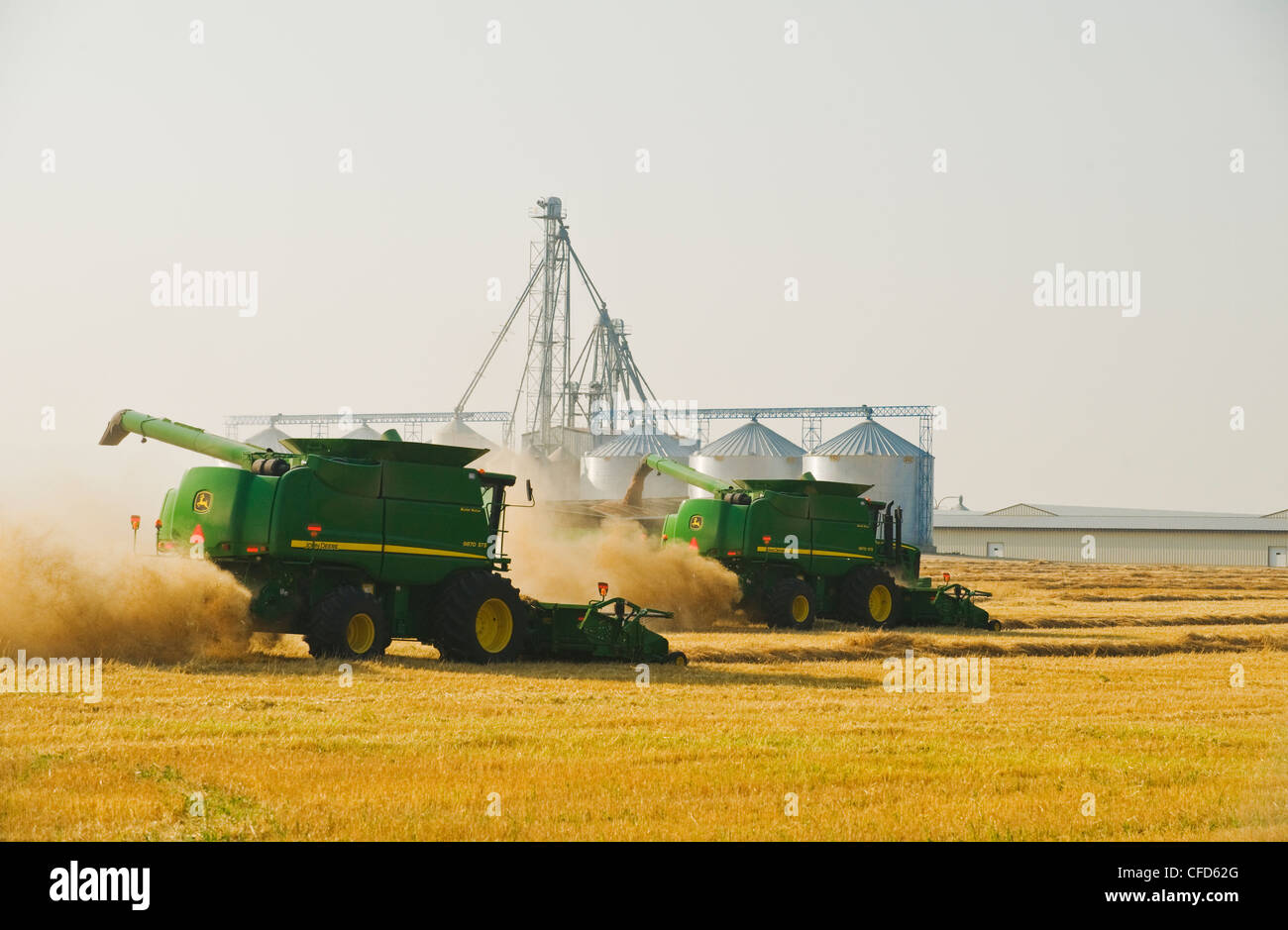 La récolte de blé de printemps en andains pendant le déchargement dans un wagon de grain sur le rendez-vous, près de Somerset, Manitoba, Canada Banque D'Images