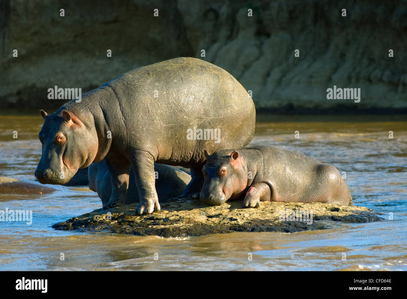 (Hippopatamus Hippopatamus amphibius) mère et son petit, la réserve de Masai Mara, Kenya, Afrique de l'Est Banque D'Images