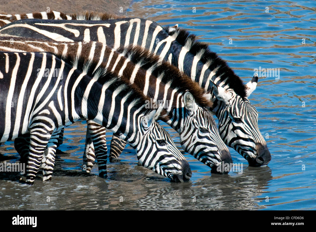 Les zèbres des plaines (Equus burchelli) de l'alcool à titre temporaire, de la rivière du Nord, la réserve de Masai Mara, plaines du Serengeti Kenya Afrique de l'Est Banque D'Images