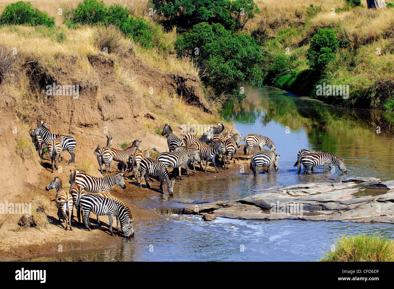 Les zèbres des plaines (Equus burchelli) de l'alcool à titre temporaire, de la rivière du Nord, la réserve de Masai Mara, Kenya, plaines du Serengeti Afrique de l'Est Banque D'Images