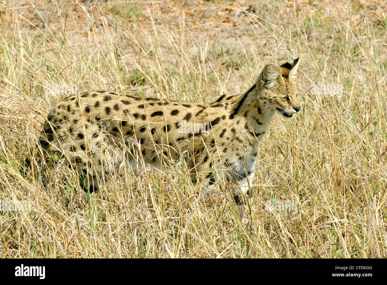 Serval (Felis serval chasse), la réserve de Masai Mara, Kenya, Afrique de l'Est Banque D'Images