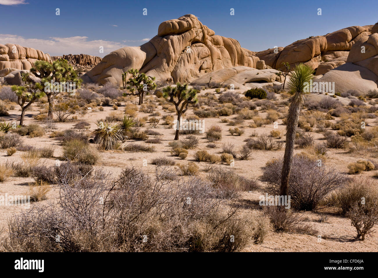 Paysage désertique sur granit, avec Joshua trees, Yucca brevifolia, Joshua Tree National Park, California, USA Banque D'Images