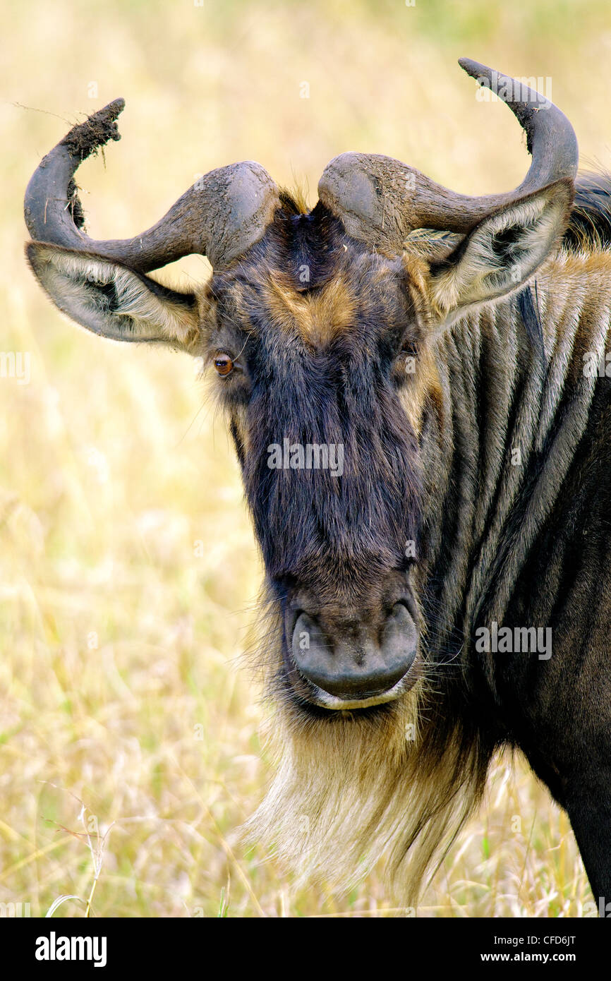 Gnou commun adultes (Connochaetes taurinus), la réserve de Masai Mara, Kenya, Afrique de l'Est Banque D'Images