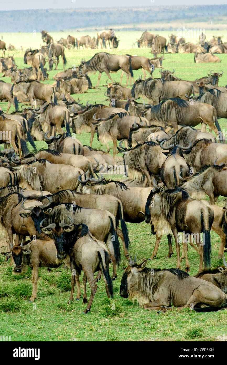 Gnou commun (Connochaetes taurinus) dans la migration, la réserve de Masai Mara, Kenya, Afrique de l'Est Banque D'Images