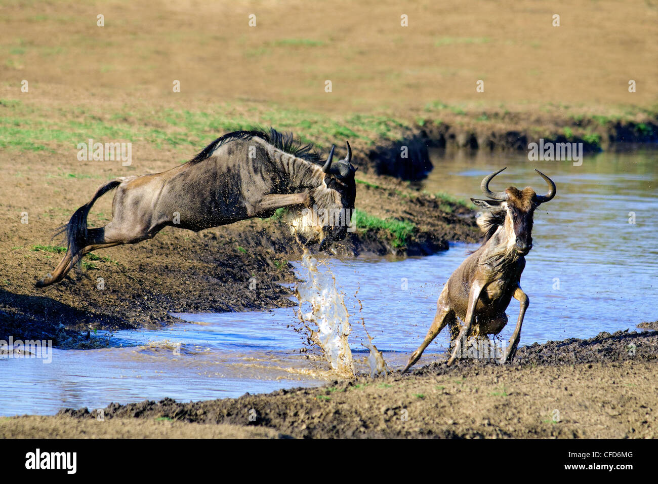 Gnou commun (Connochaetes taurinus) dans la migration, la réserve de Masai Mara, Kenya, Afrique de l'Est Banque D'Images