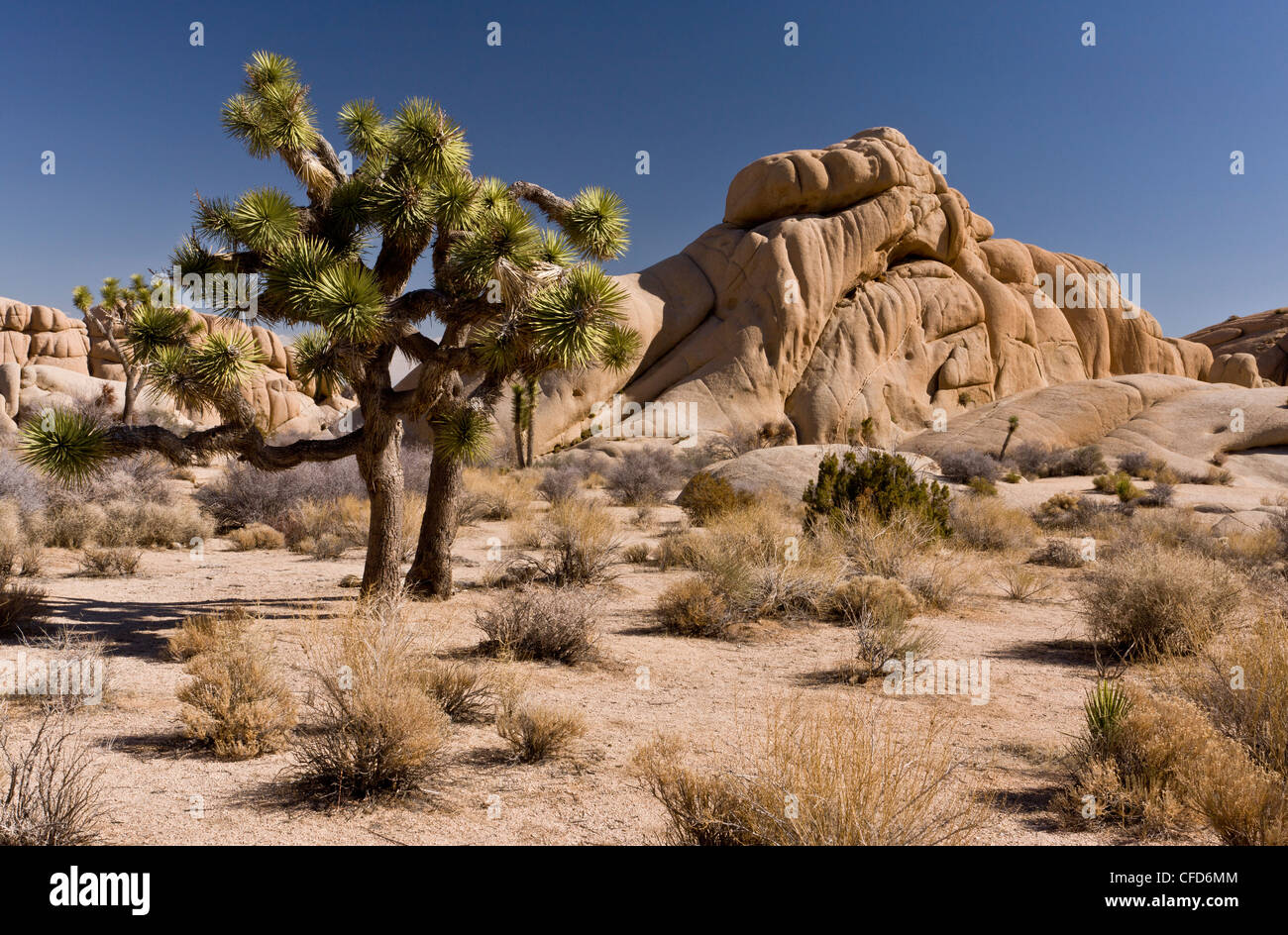 Paysage désertique sur granit, avec Joshua trees, Yucca brevifolia, Joshua Tree National Park, California, USA Banque D'Images