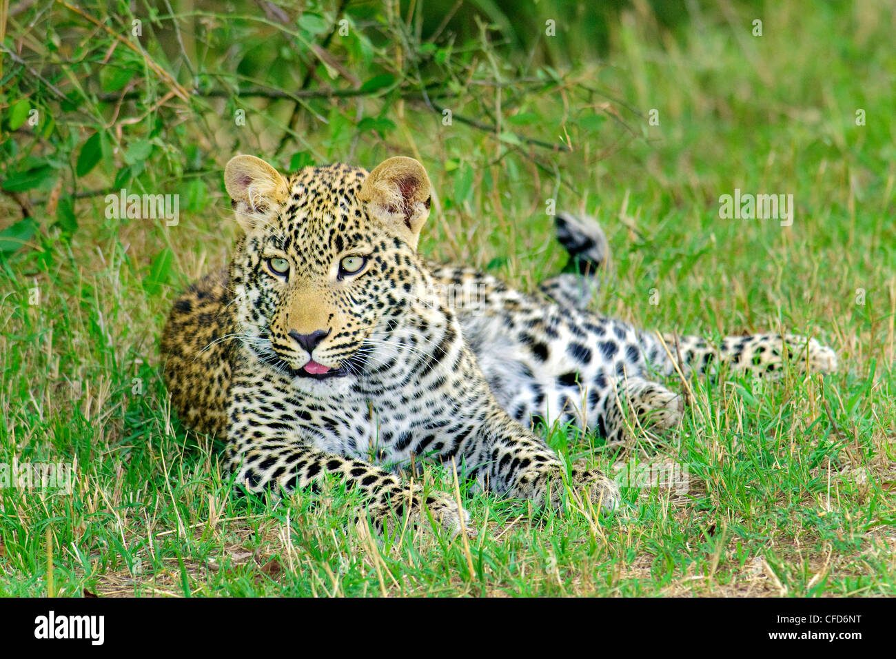Yearling léopard (Panthera pardus) cub, réserve de Masai Mara, Kenya, Afrique de l'Est Banque D'Images