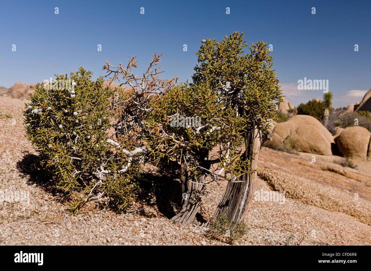 Dérisoire, Juniper Juniperus californica californien ; Parc National de Joshua Tree, California, USA Banque D'Images