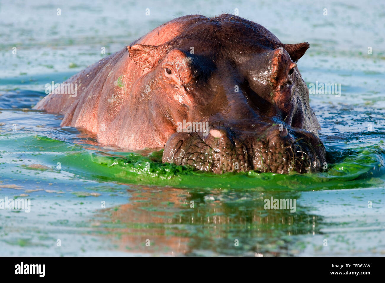 Hippopotame (Hippopotamus amphibius), Kruger National Park, Mpumalanga, Afrique du Sud, l'Afrique Banque D'Images