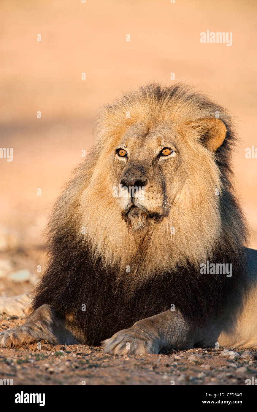 Blackmaned lion (Panthera leo), Kgalagadi Transfrontier Park, Northern Cape, Afrique du Sud, l'Afrique Banque D'Images