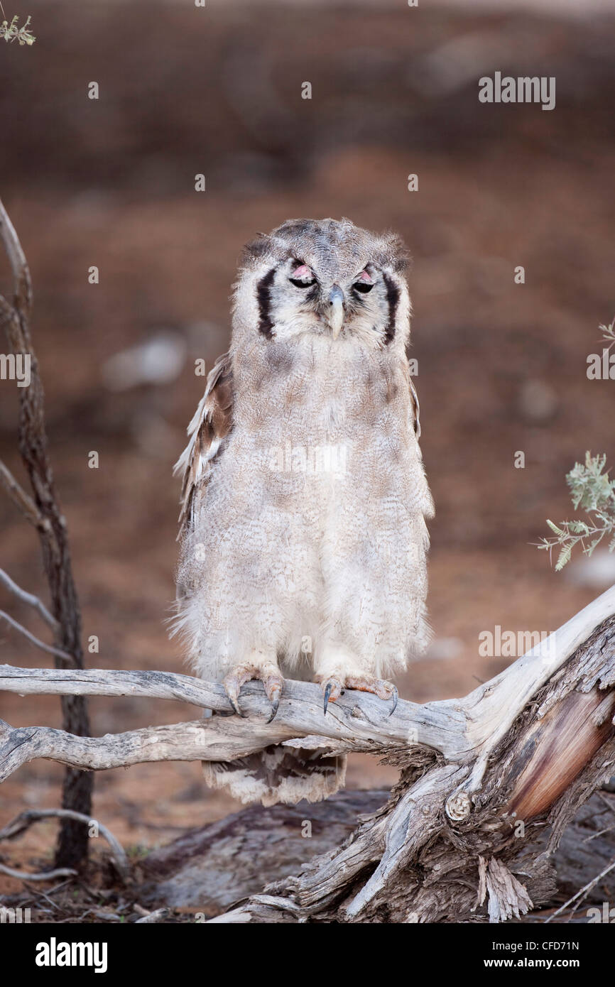 De Verreaux (Géant) eagle owl (Bubo lacteus), Kgalagadi Transfrontier Park, Afrique du Sud, l'Afrique Banque D'Images