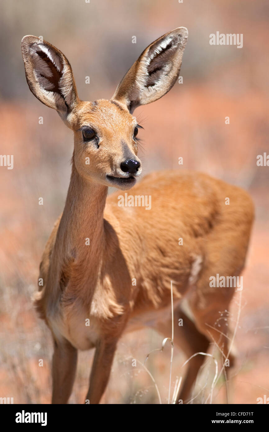 Steenbok Raphicerus campestris femelle(), Kgalagadi Transfrontier Park, Afrique du Sud, l'Afrique Banque D'Images