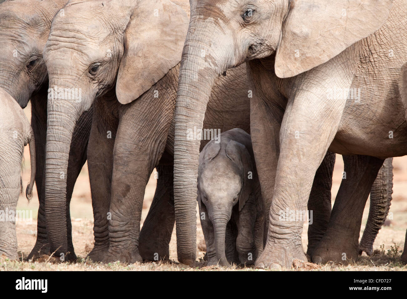 Élevage d'elephant (Loxodonta africana), l'Addo Elephant National Park, Eastern Cape, Afrique du Sud, l'Afrique Banque D'Images