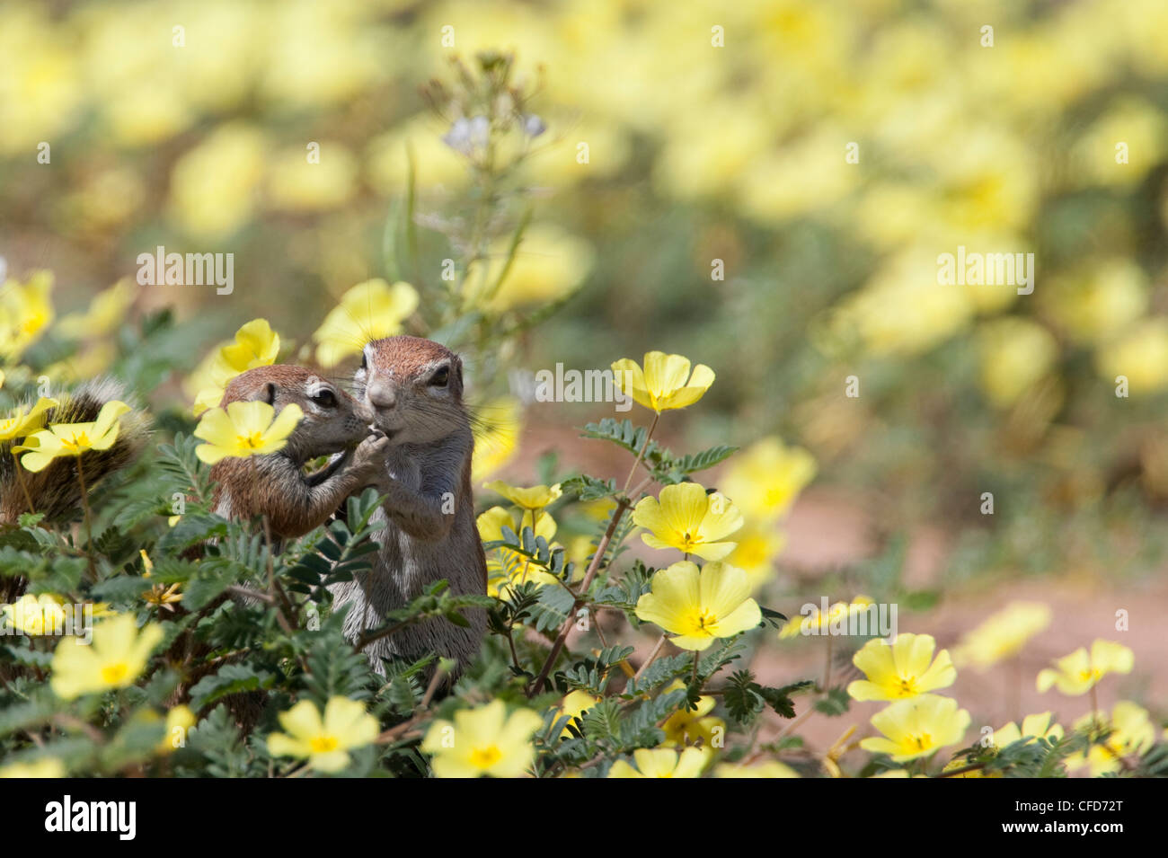 Les écureuils terrestres (Ha83 inauris), dans devil's thorn fleurs, Kgalagadi Transfrontier Park, Northern Cape, Afrique du Sud, l'Afrique Banque D'Images