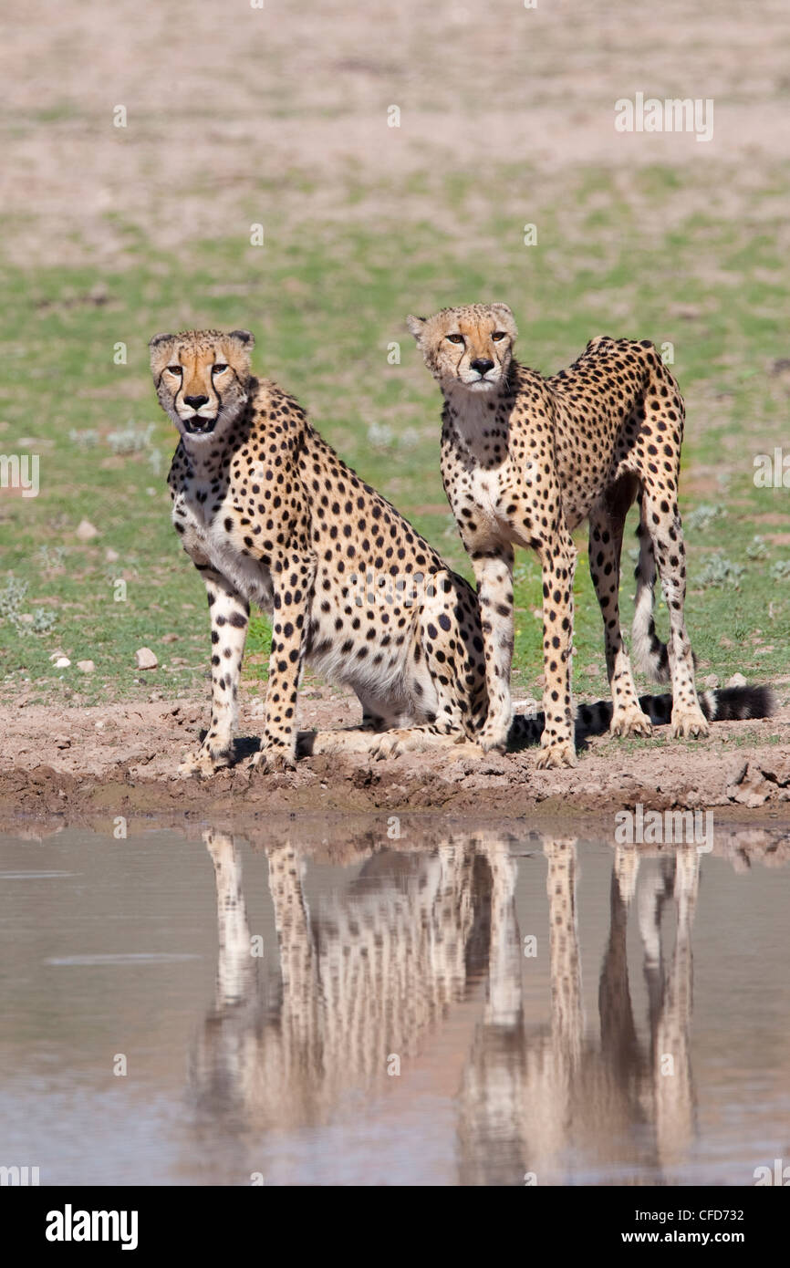 Cheetah (Aconinyx jubatus), à l'eau, Kgalagadi Transfrontier Park, Afrique du Sud, l'Afrique Banque D'Images