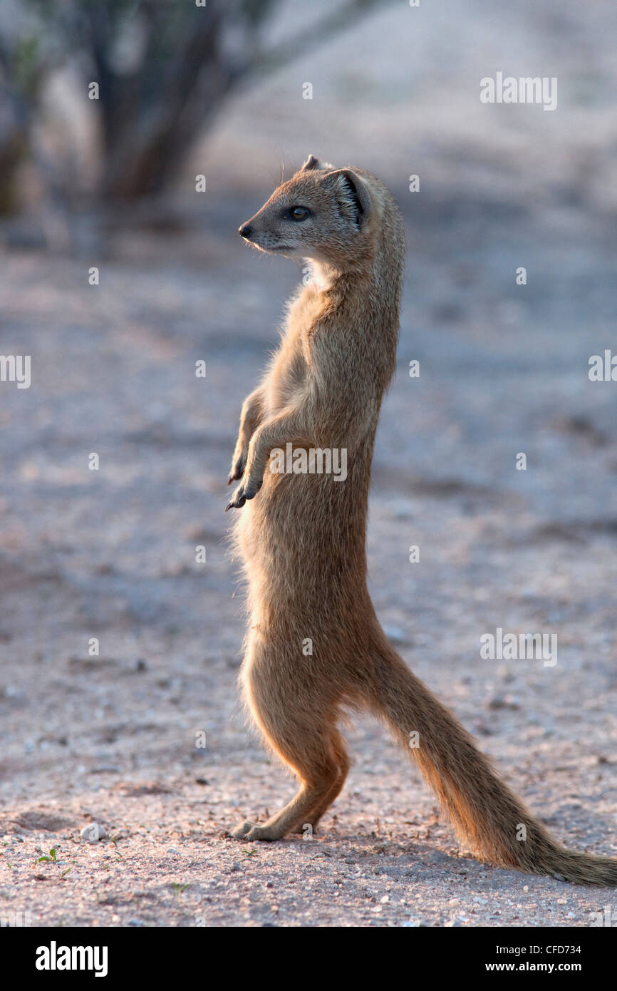 (Cynictis penicillata mangouste jaune) Kgalagadi Transfrontier Park, Afrique du Sud, l'Afrique Banque D'Images