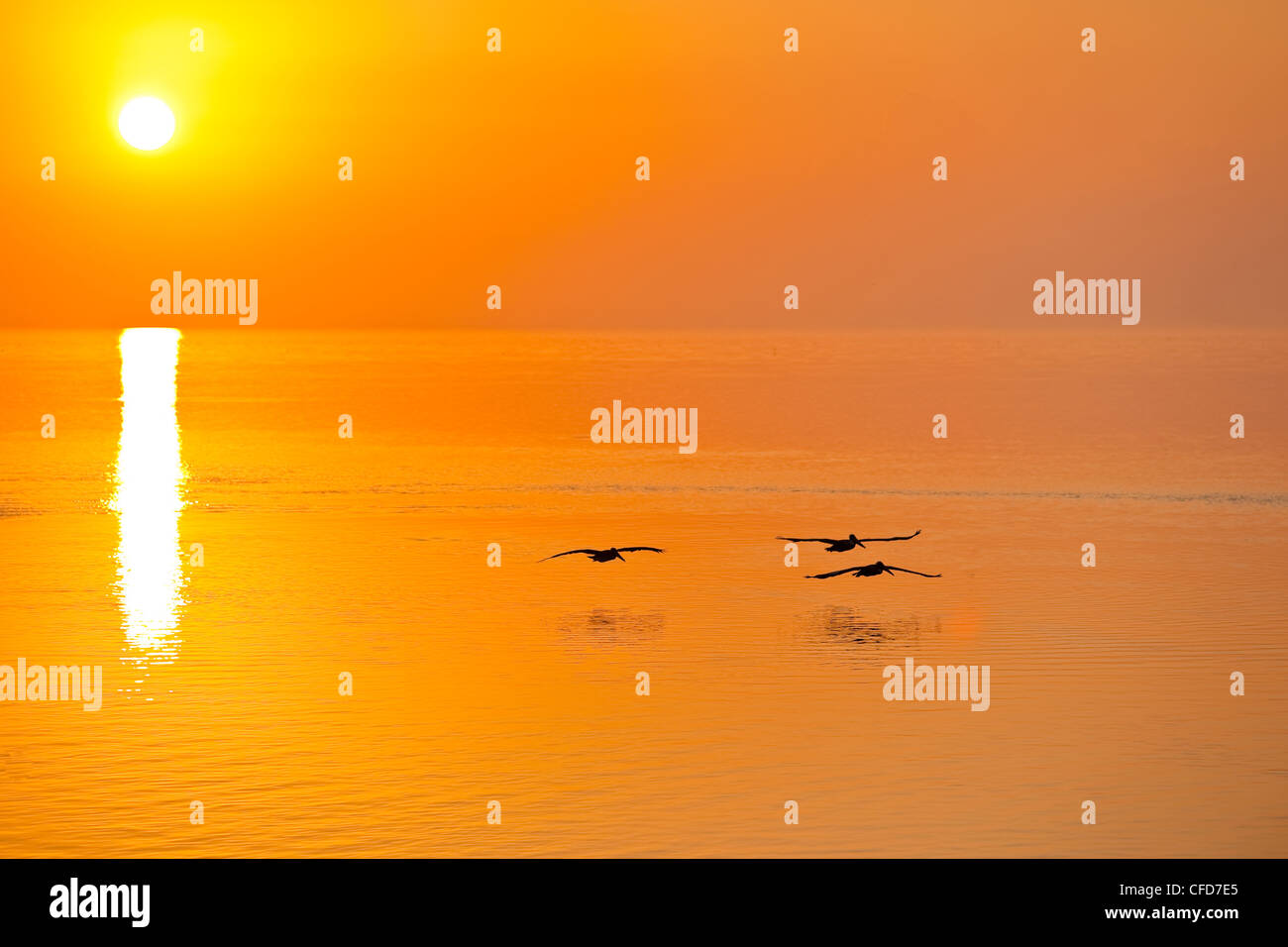 Trois pélicans bruns au lever du soleil, Florida Keys, Floride, États-Unis d'Amérique. Banque D'Images