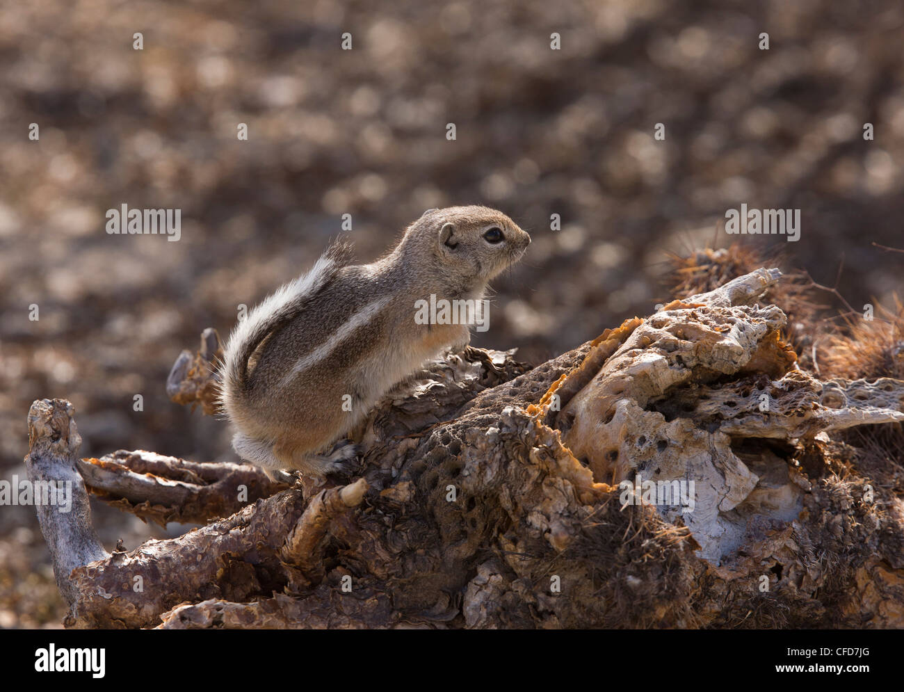 Le cerf, l'écureuil antilope Ammospermophilus leucurus. Désert de Mojave, Californie, USA Banque D'Images