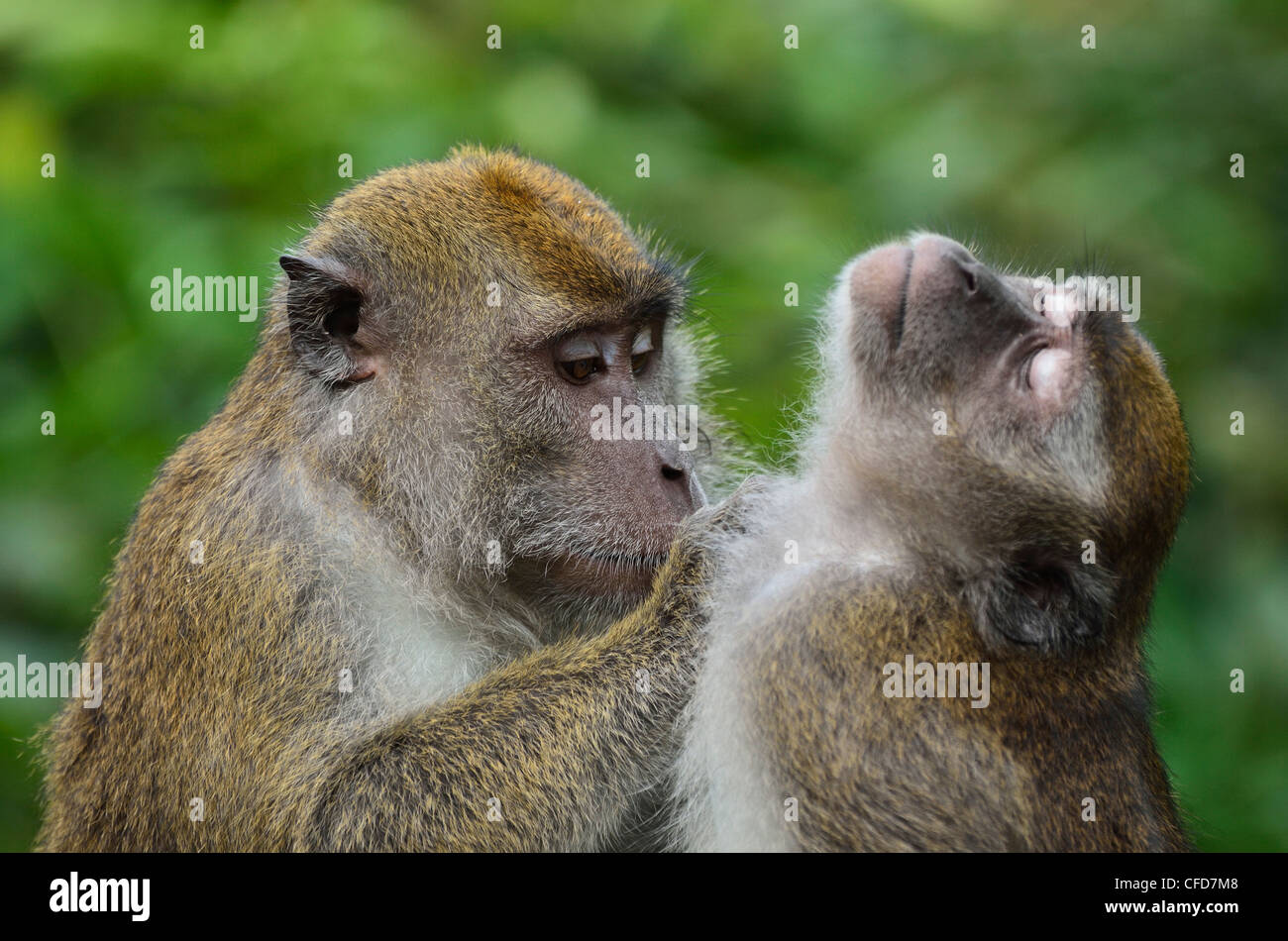 Les macaques, Sabah, Bornéo, Malaisie, Asie du Sud, Asie Banque D'Images