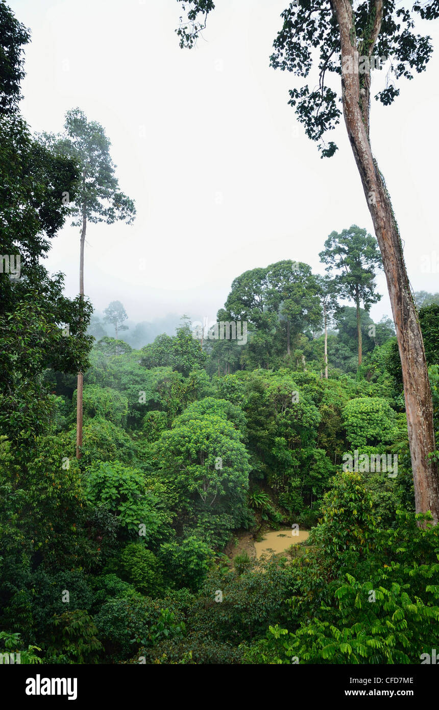 Sepilok jungle, Centre de découverte de la forêt tropicale, Sabah, Bornéo, Malaisie, Asie du Sud, Asie Banque D'Images