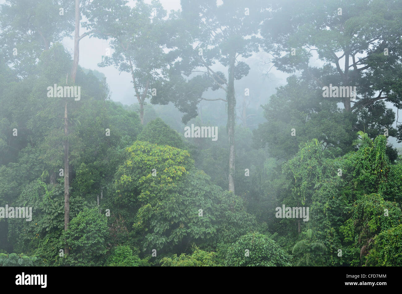 Sepilok jungle, Centre de découverte de la forêt tropicale, Sabah, Bornéo, Malaisie, Asie du Sud, Asie Banque D'Images