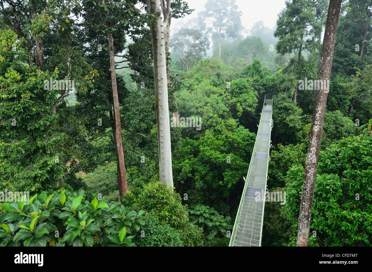 Canopy Walkway Sepilok, Centre de découverte de la forêt tropicale, Sabah, Bornéo, Malaisie, Asie du Sud, Asie Banque D'Images
