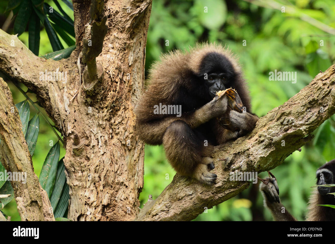 Gibbon de Bornéo (Hylobates muelleri), Lok Kawi Wildlife Park, Sabah, Bornéo, Malaisie, Asie du Sud, Asie Banque D'Images