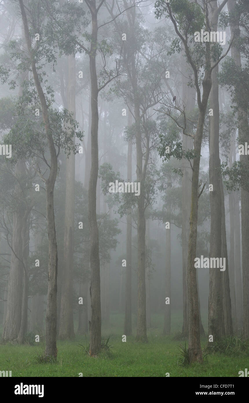 Mountain Ash forêt dans le brouillard, Dandenong Ranges National Park, Dandenong Ranges, Victoria, Australie, Pacifique Banque D'Images